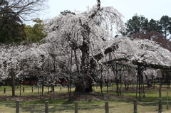 御所桜