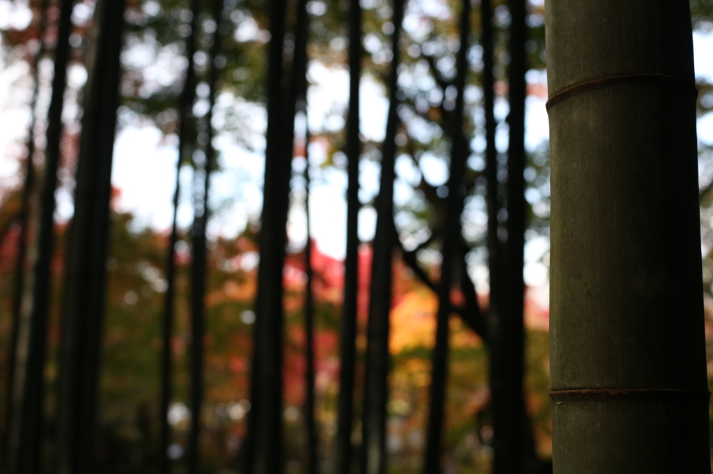 竹林と紅葉