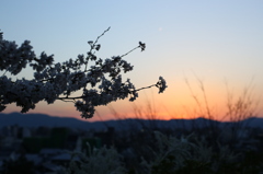 夕暮れと桜