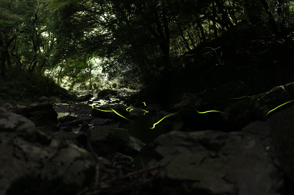 Fireflies-3