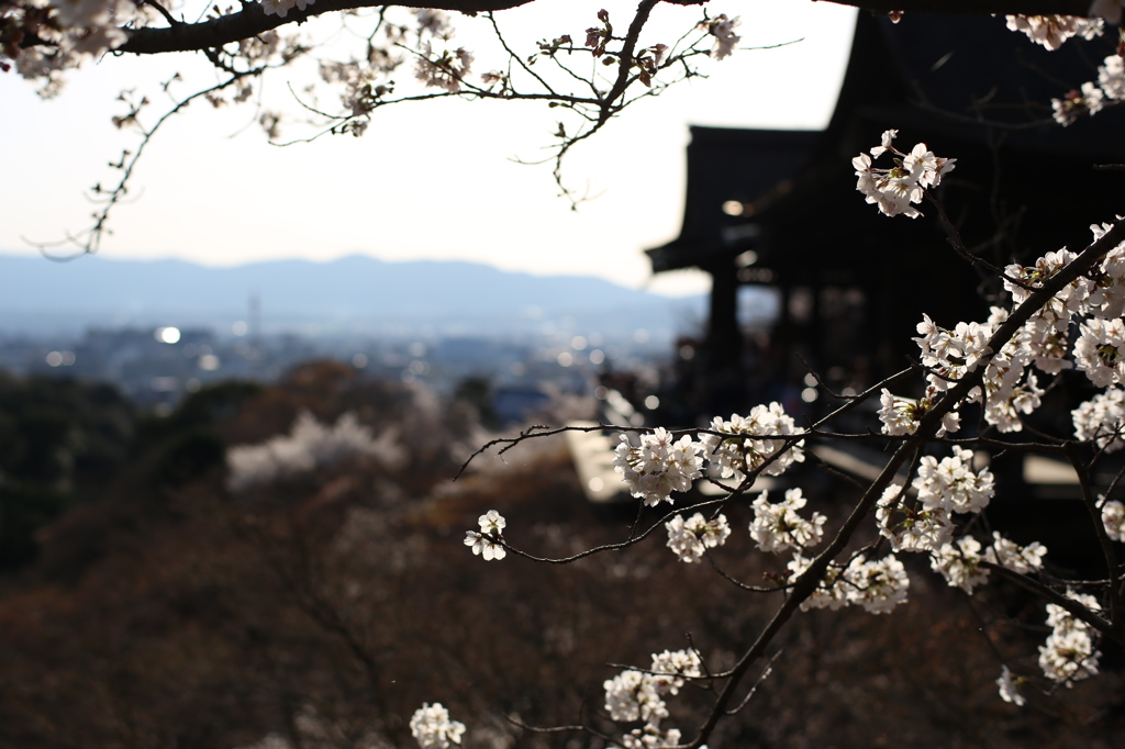 清水の桜