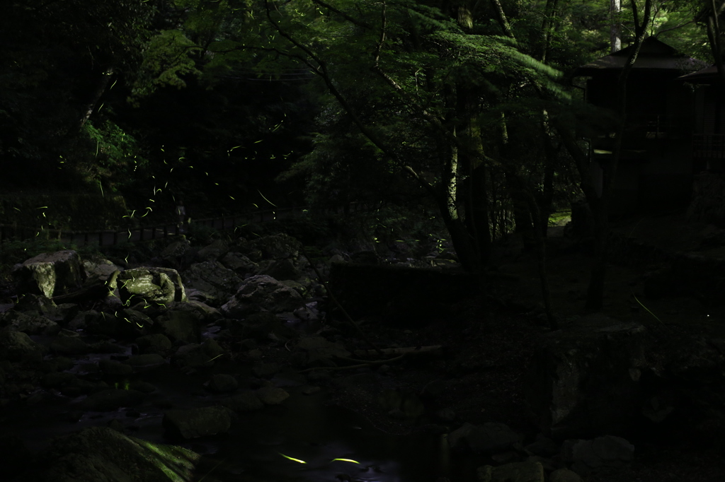 Fireflies-1