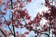 陽光桜