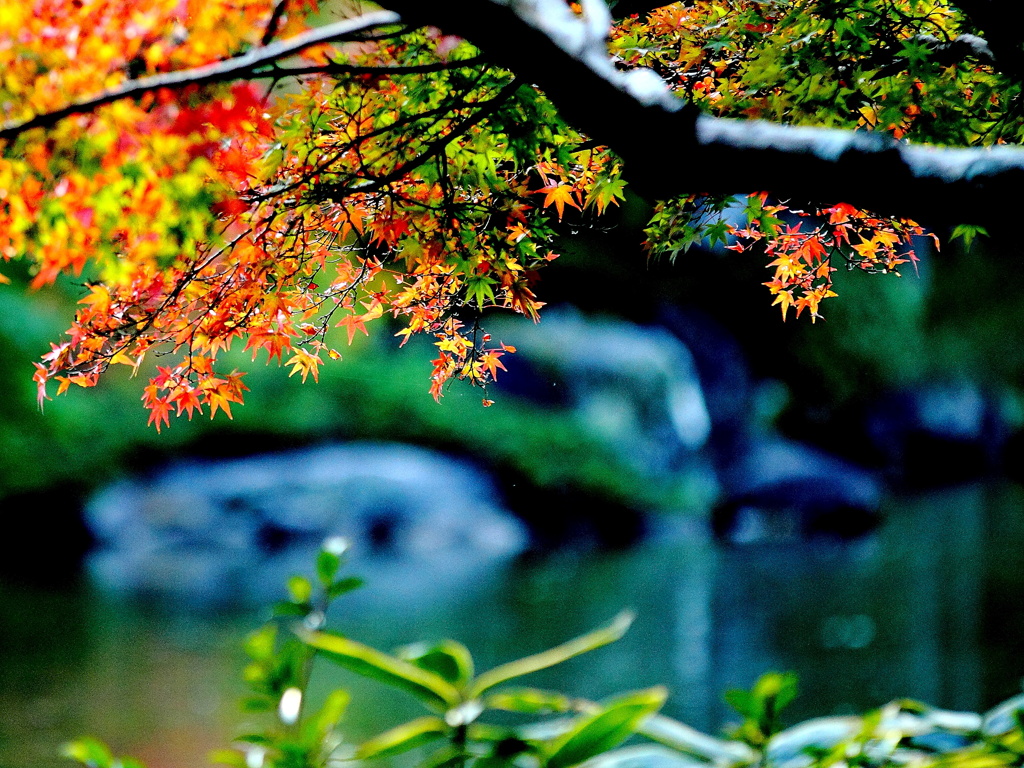 紅葉 079