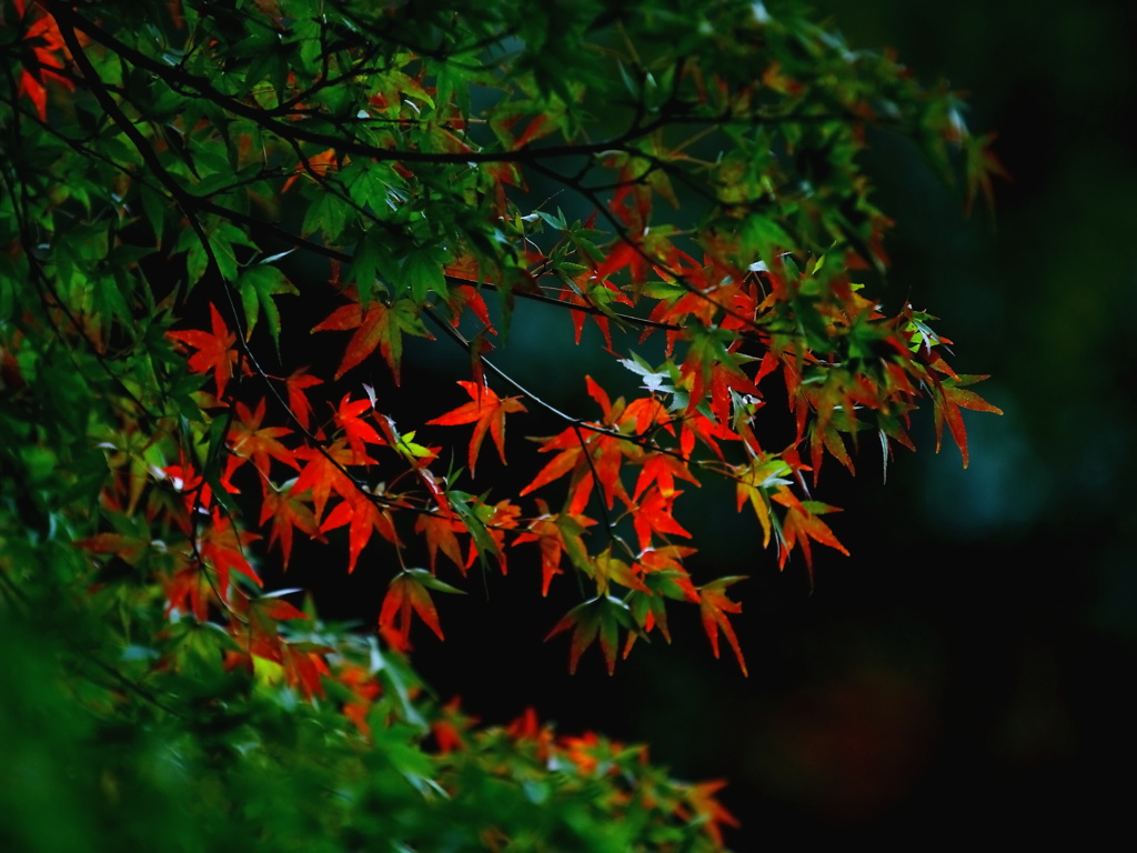 紅葉 004