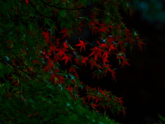 紅葉 003