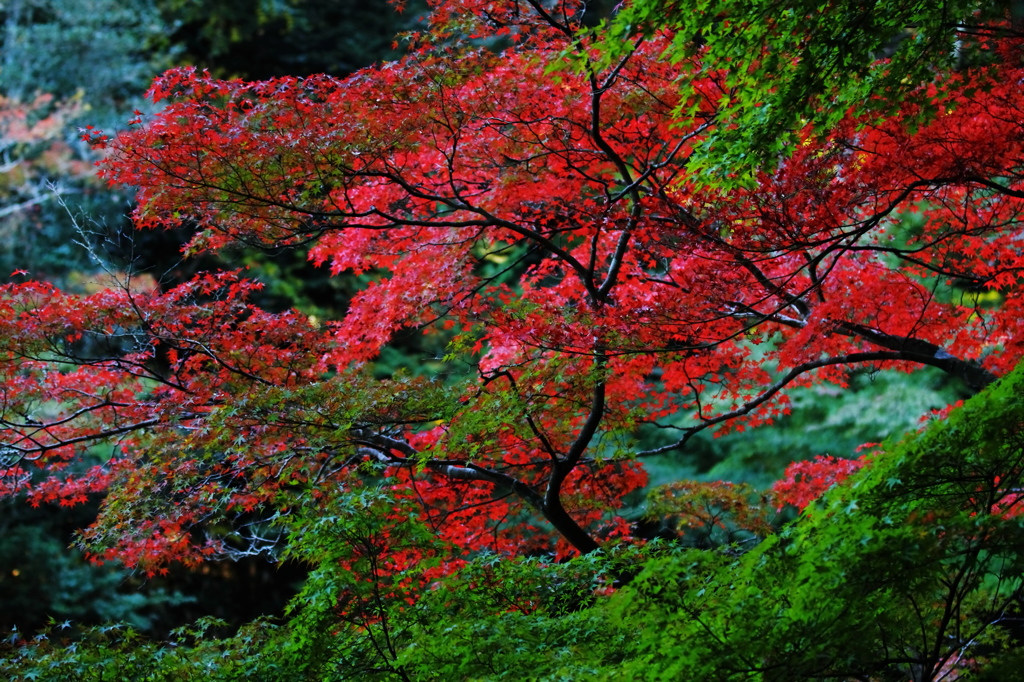 紅葉 064