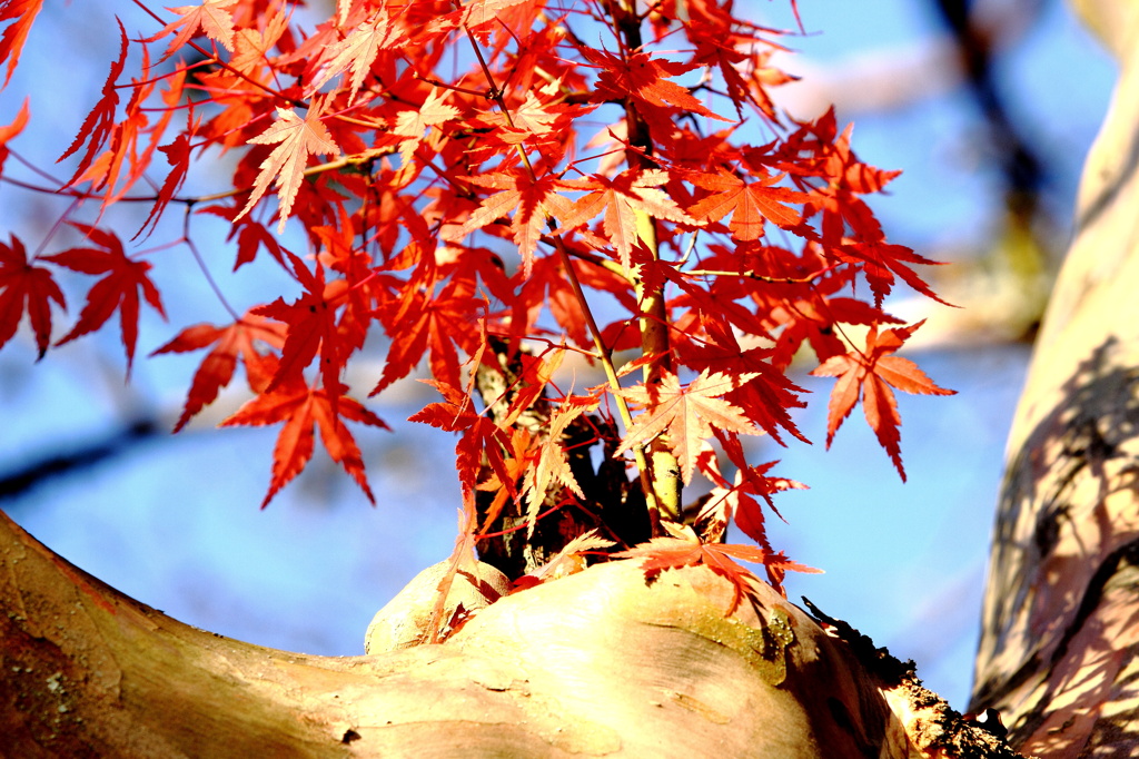 紅葉 075