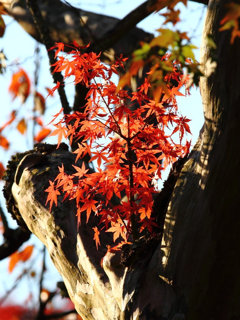 紅葉 077