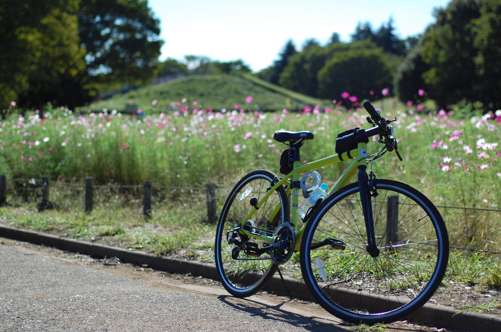 コスモスとサイクリング