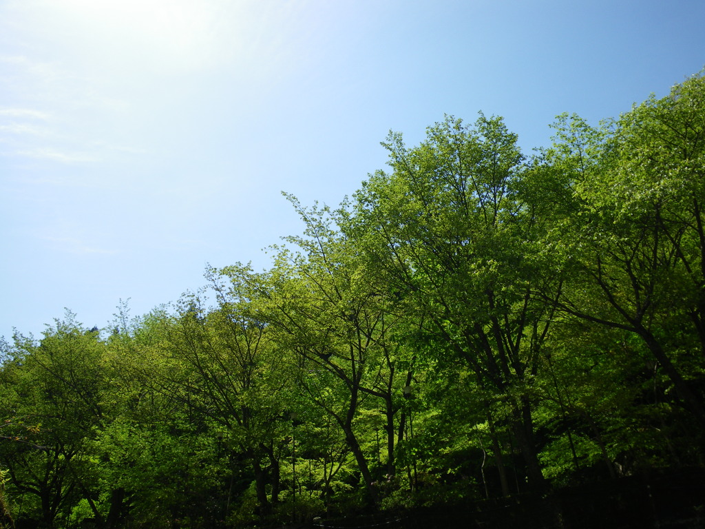 IMGP0387