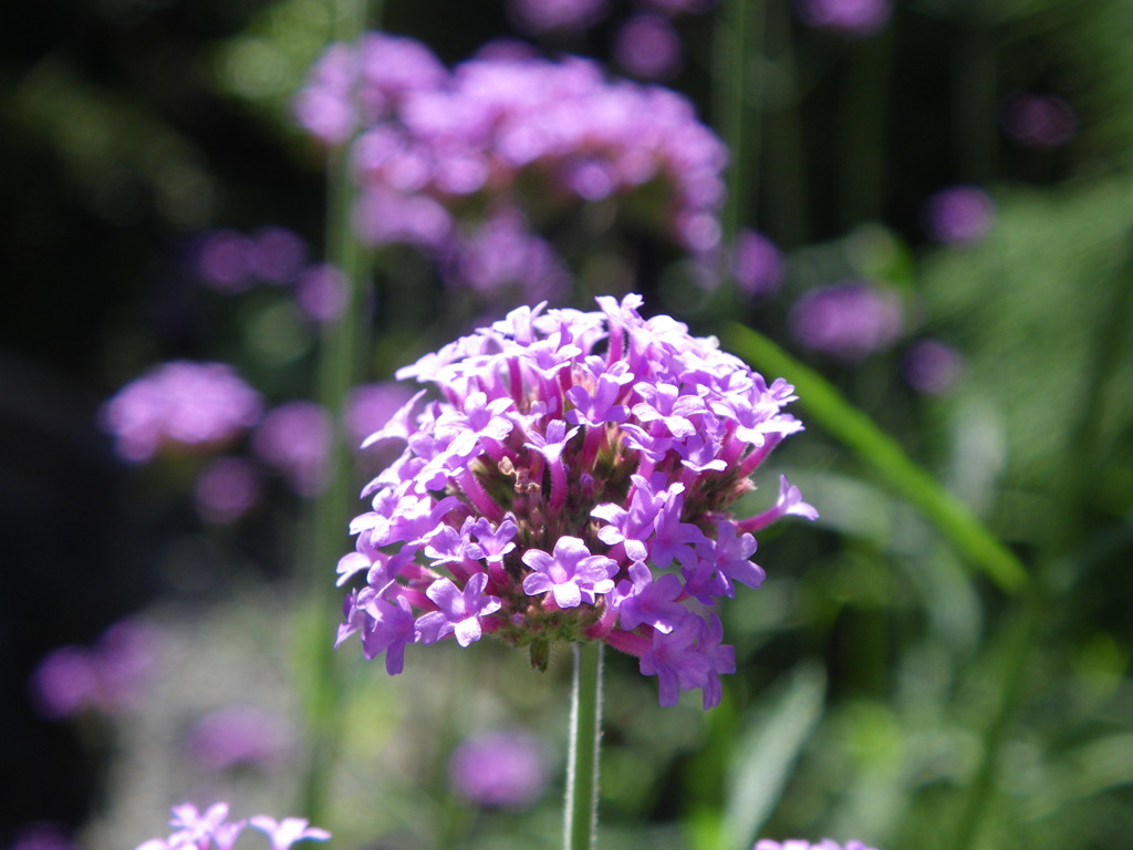 IMGP0490