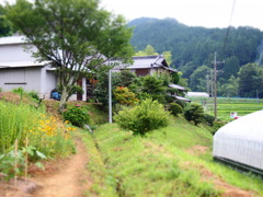 実家
