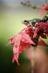 紅の展望台