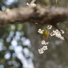 春の木漏れ日