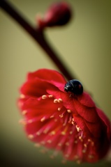 紅梅