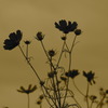 cosmos