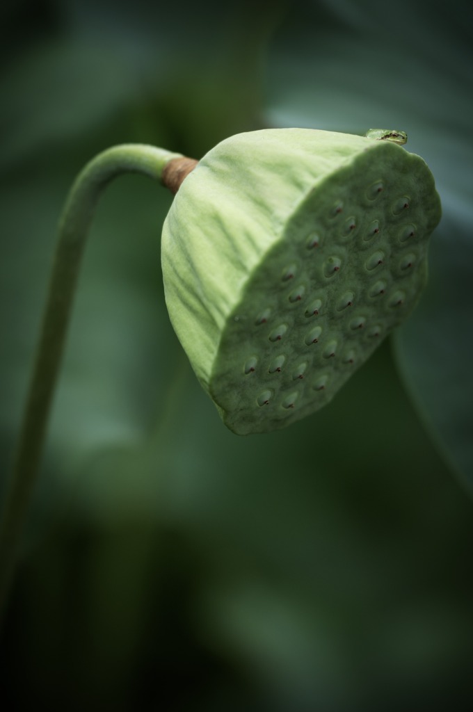 花托