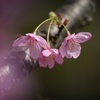 影桜