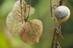 枯れ紫陽花と蝸牛