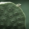爬虫類・両生類