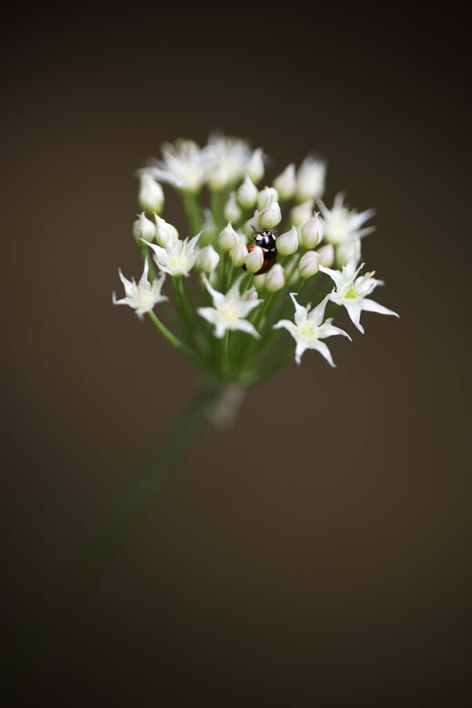 ニラの花