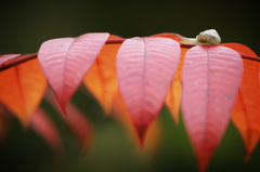 紅漆