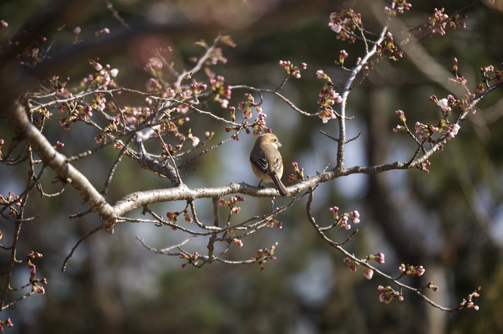 開花待つ