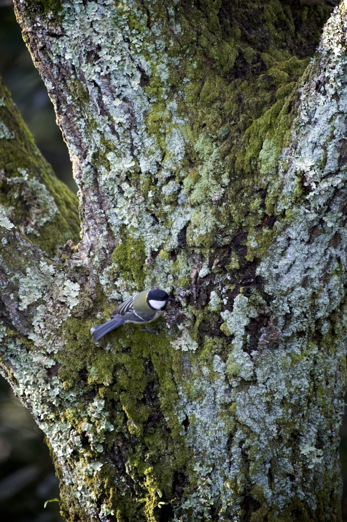 苔むす