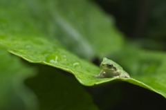 雨上がり