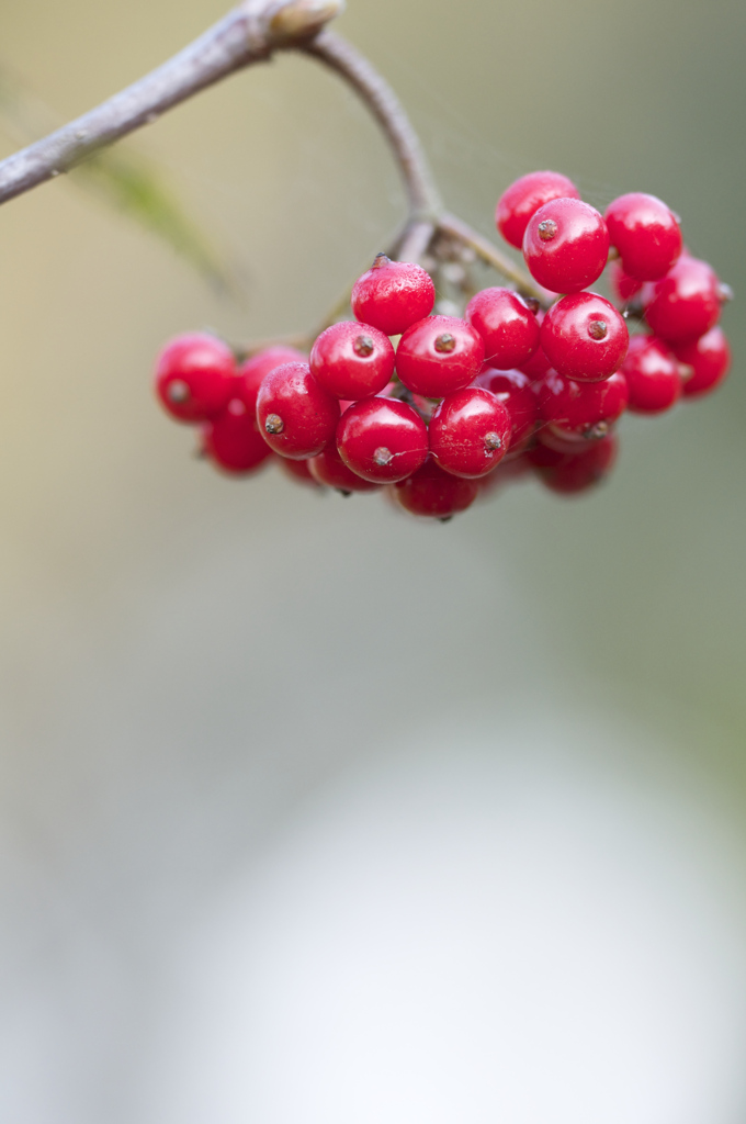 紅艶