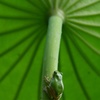 大傘