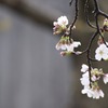 春雨