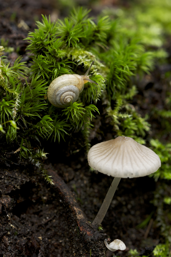 苔むす