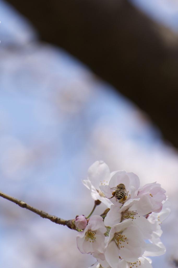 春の匂い