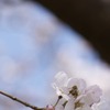 春の匂い