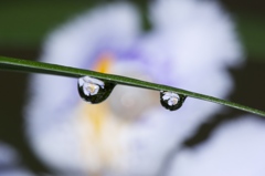 木陰に