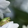アジサイとカエル