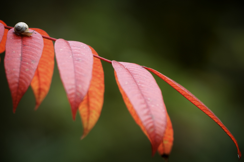 紅葉漆