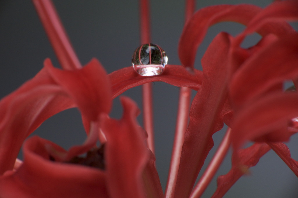 水玉