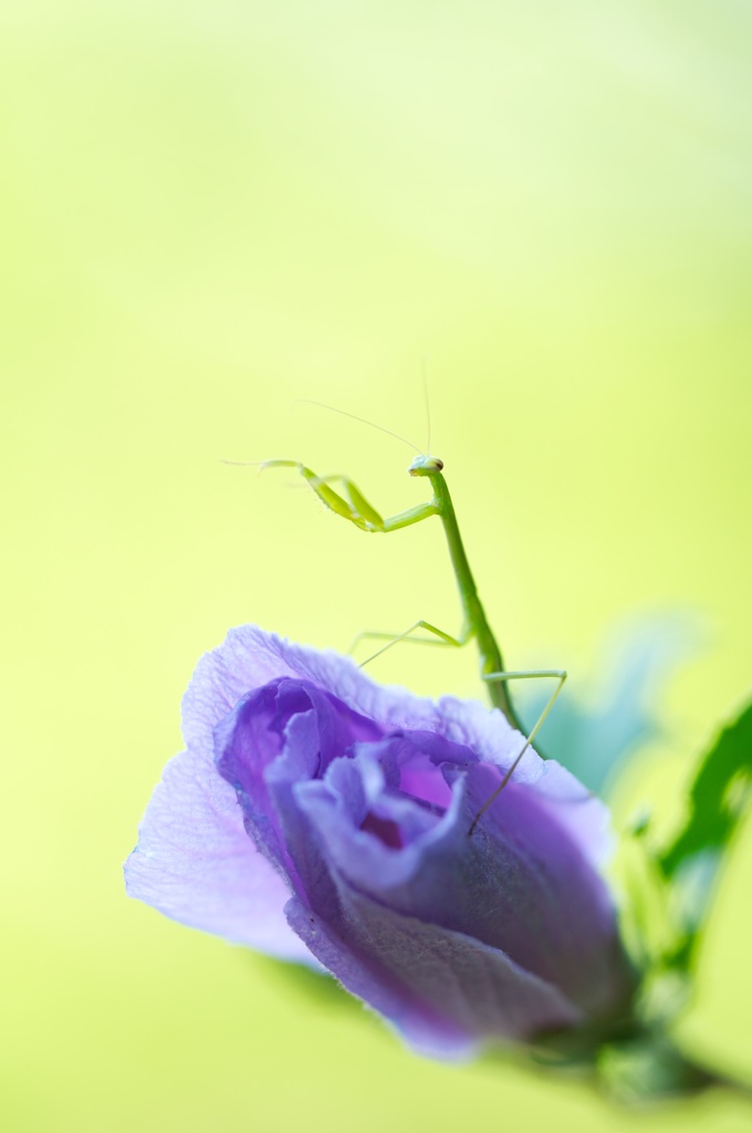 芝居