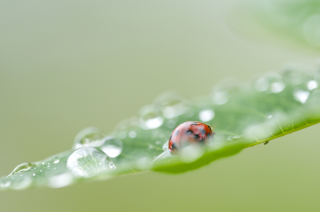 水玉