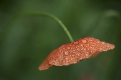 梅雨の朝に