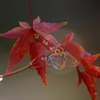 紅柄