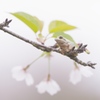 桜蛙