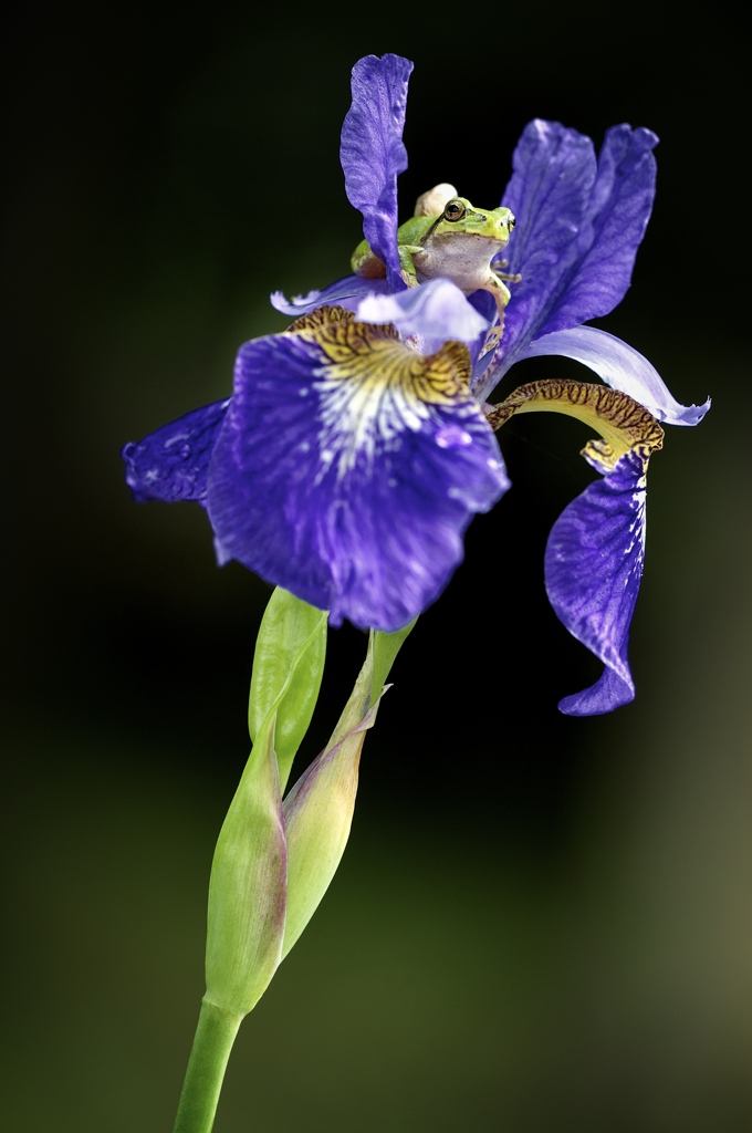 菖蒲展望台