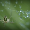 水玉群