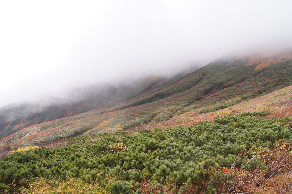 散り始めでした；；