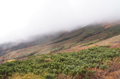 散り始めでした；；