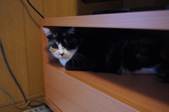 テレビ台におさまる猫